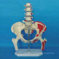 Modelo de esqueleto etiquetado de la anatomía humana para enseñar (R020802)